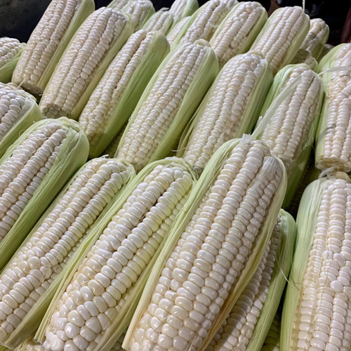 White Corn