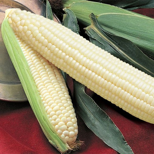 White Corn