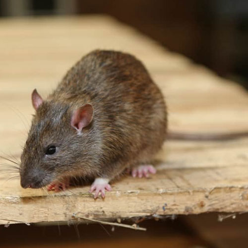 Rodent Control