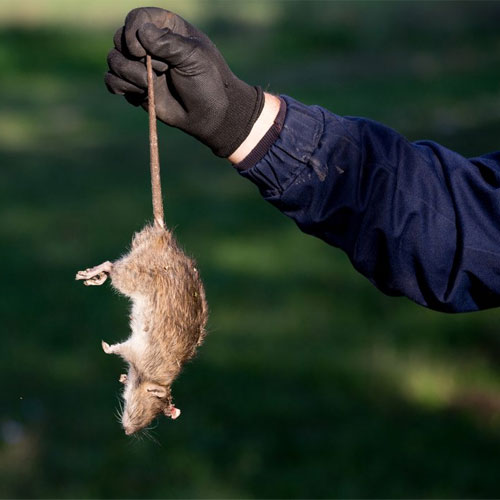 Rodent Control