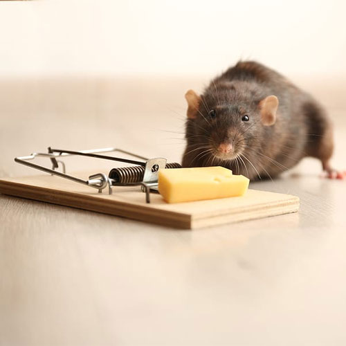 Rodent Control