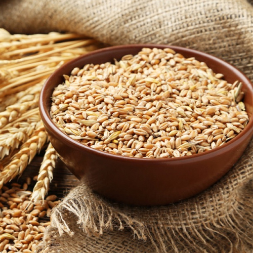 Lokwan Wheat