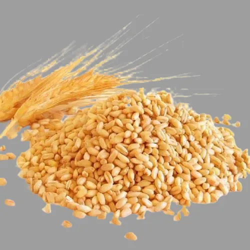Lokwan Wheat