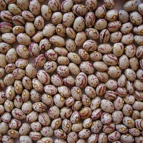 Light Speckled Kidney Beans