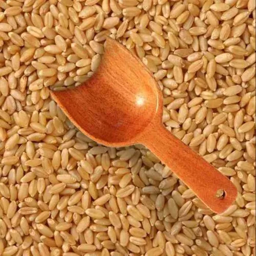 Red Winter Wheat