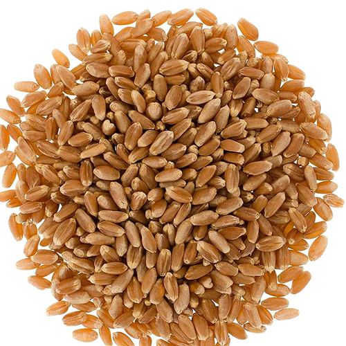 Red Winter Wheat
