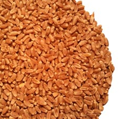 Red Hard Wheat