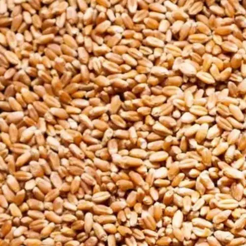 Red Hard Wheat