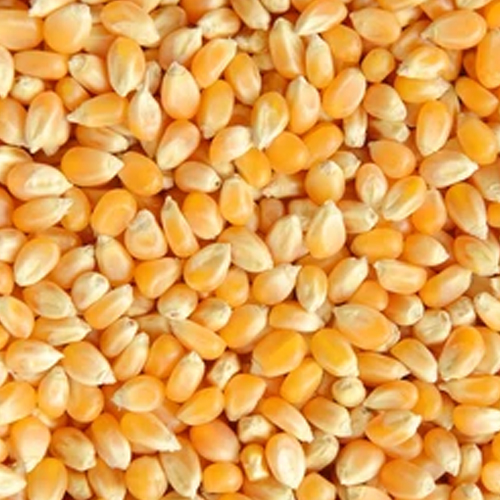 Crushed Maize
