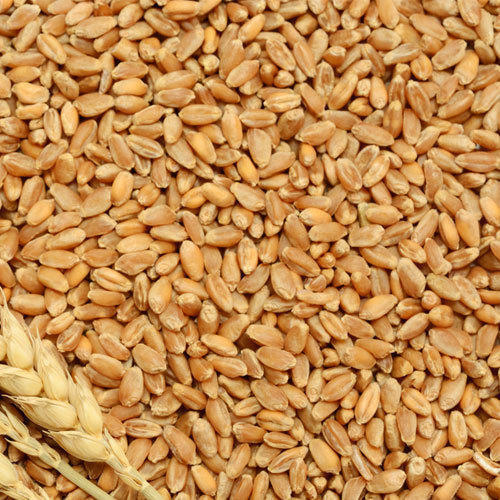 Organic Wheat Germ