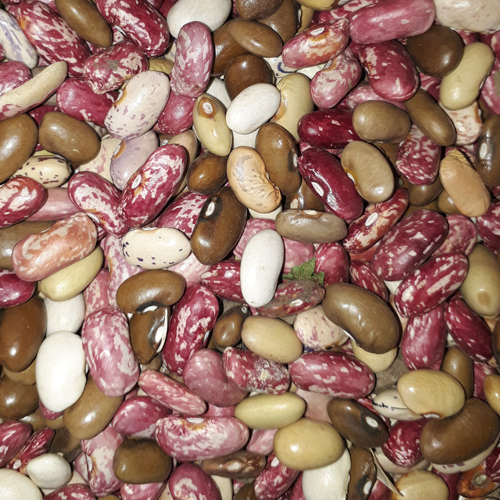 Purple Speckled Kidney Beans