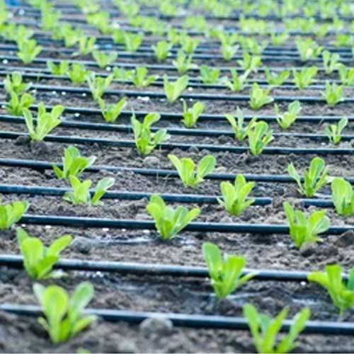 Drip Irrigation