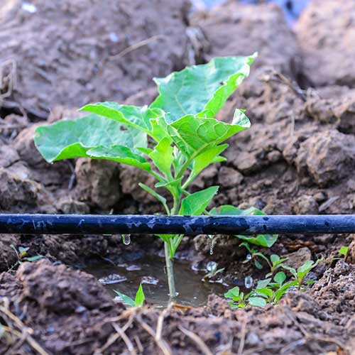 Drip Irrigation