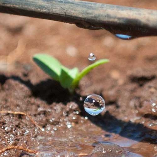 Drip Irrigation