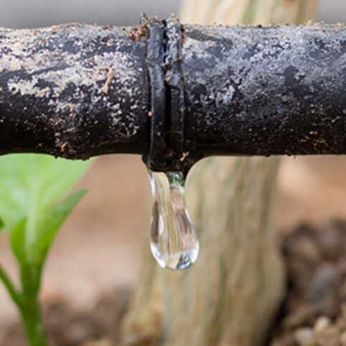 Drip Irrigation