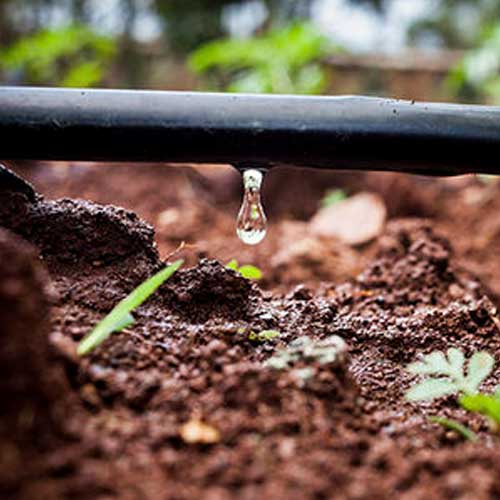 Drip Irrigation