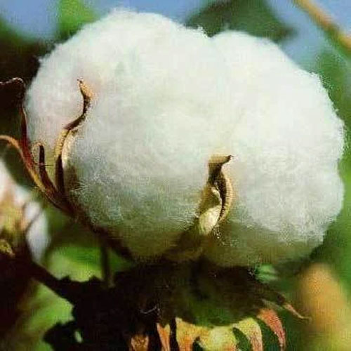Organic Raw Cotton