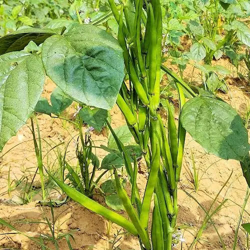 Guar Gum Plant