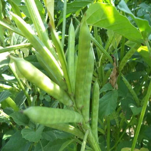 Guar Gum Plant