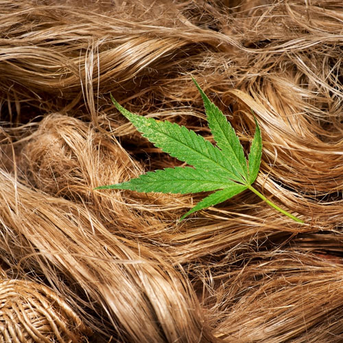 Hemp Fibers