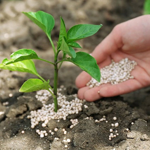 Chemical Fertilizers