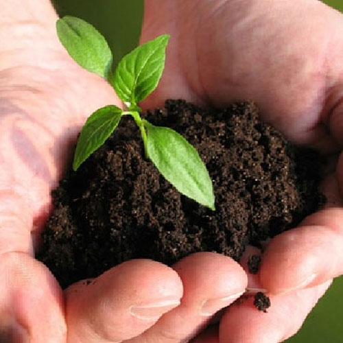 Chemical Fertilizers