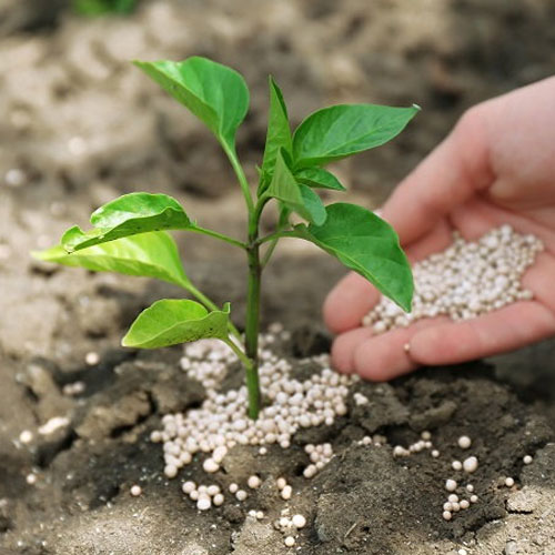 Chemical Fertilizers