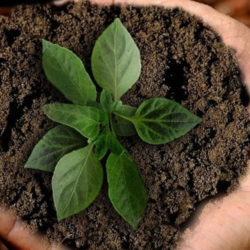 Plant Growth Promoters