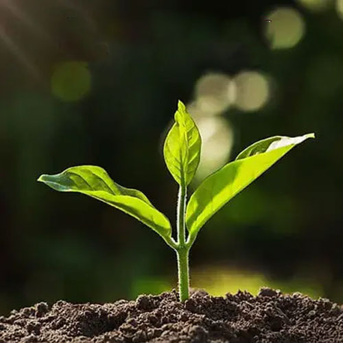 Plant Growth Promoters