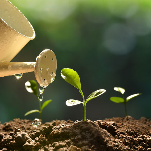 Plant Growth Promoters