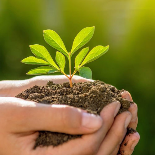 Plant Growth Promoters