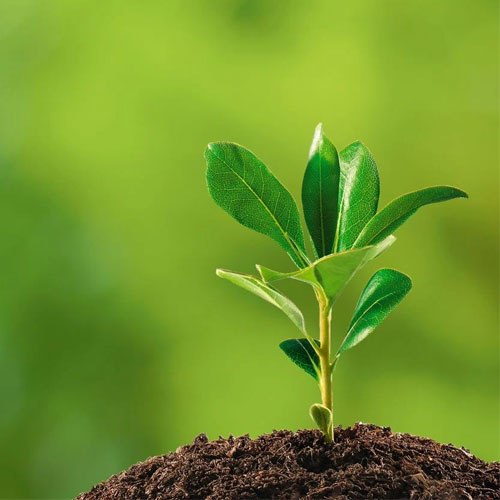 Plant Growth Promoters