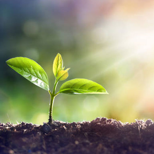 Plant Growth Promoters