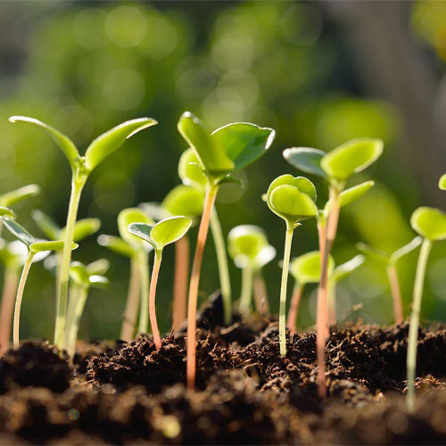 Plant Growth Promoters