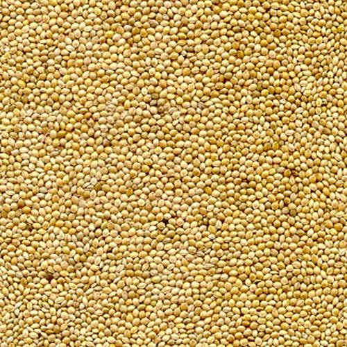 White Millet Seeds