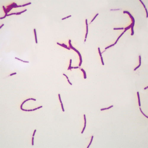 Bacillus Subtilis