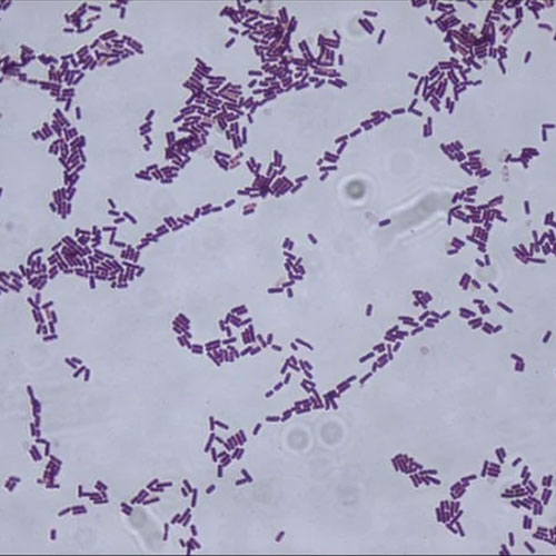 Bacillus Subtilis