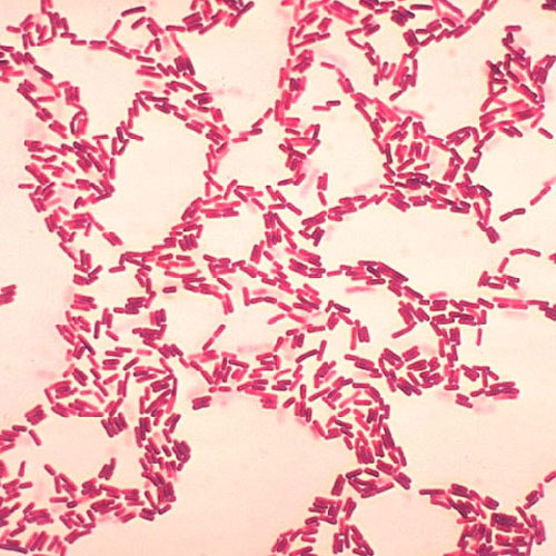 Bacillus Subtilis