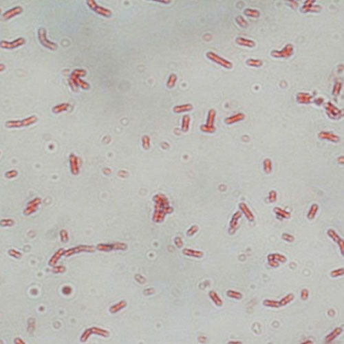 Bacillus Subtilis
