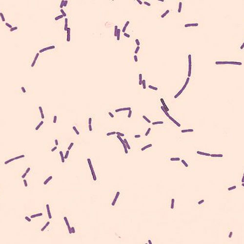Bacillus Subtilis