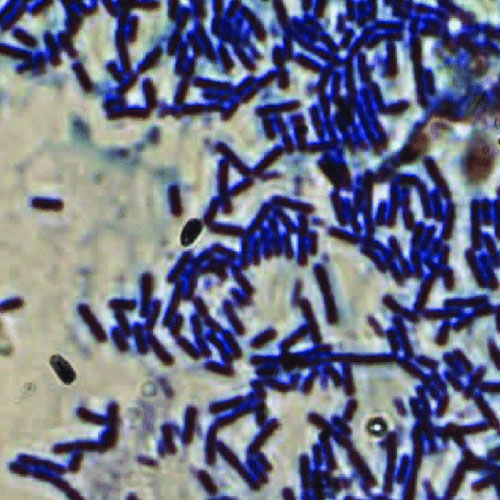 Bacillus Subtilis