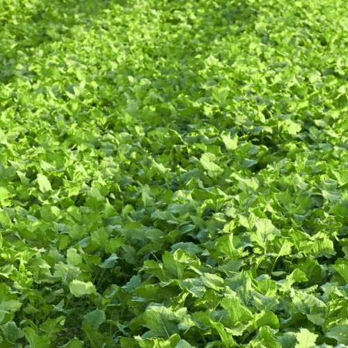 Green Manure