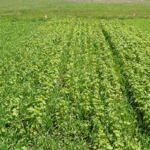 Green Manure