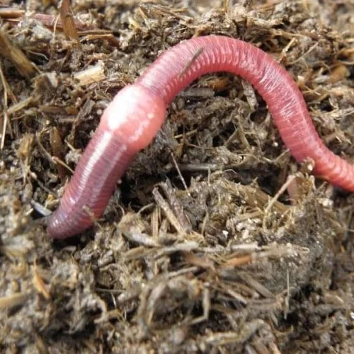 Vermi Compost Fertilizer