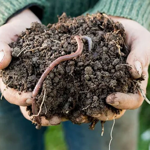 Vermi Compost Fertilizer