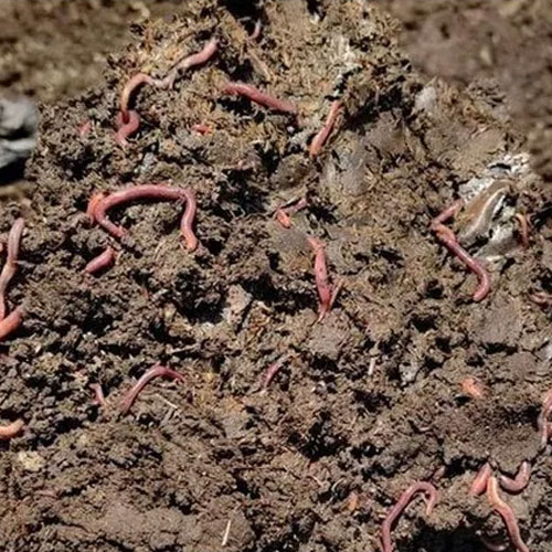 Vermi Compost Fertilizer