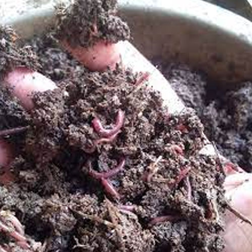 Vermi Compost Fertilizer