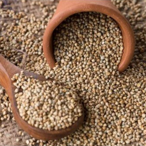 Pearl Millet Seeds