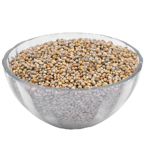 Pearl Millet Seeds