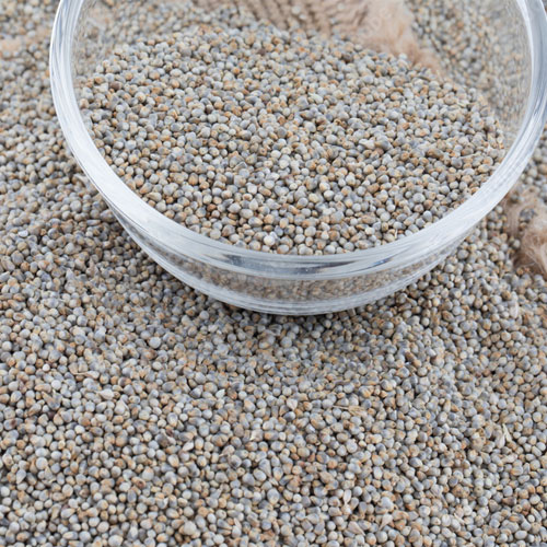 Pearl Millet Seeds